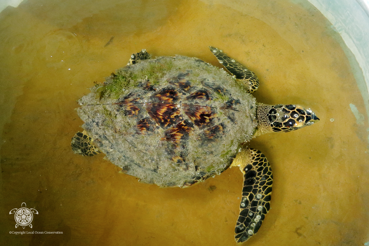 barnacles on turtles