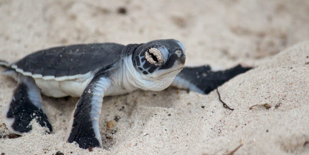 Now You Sea – Protecting Sea Turtle Mothers & Their Babies