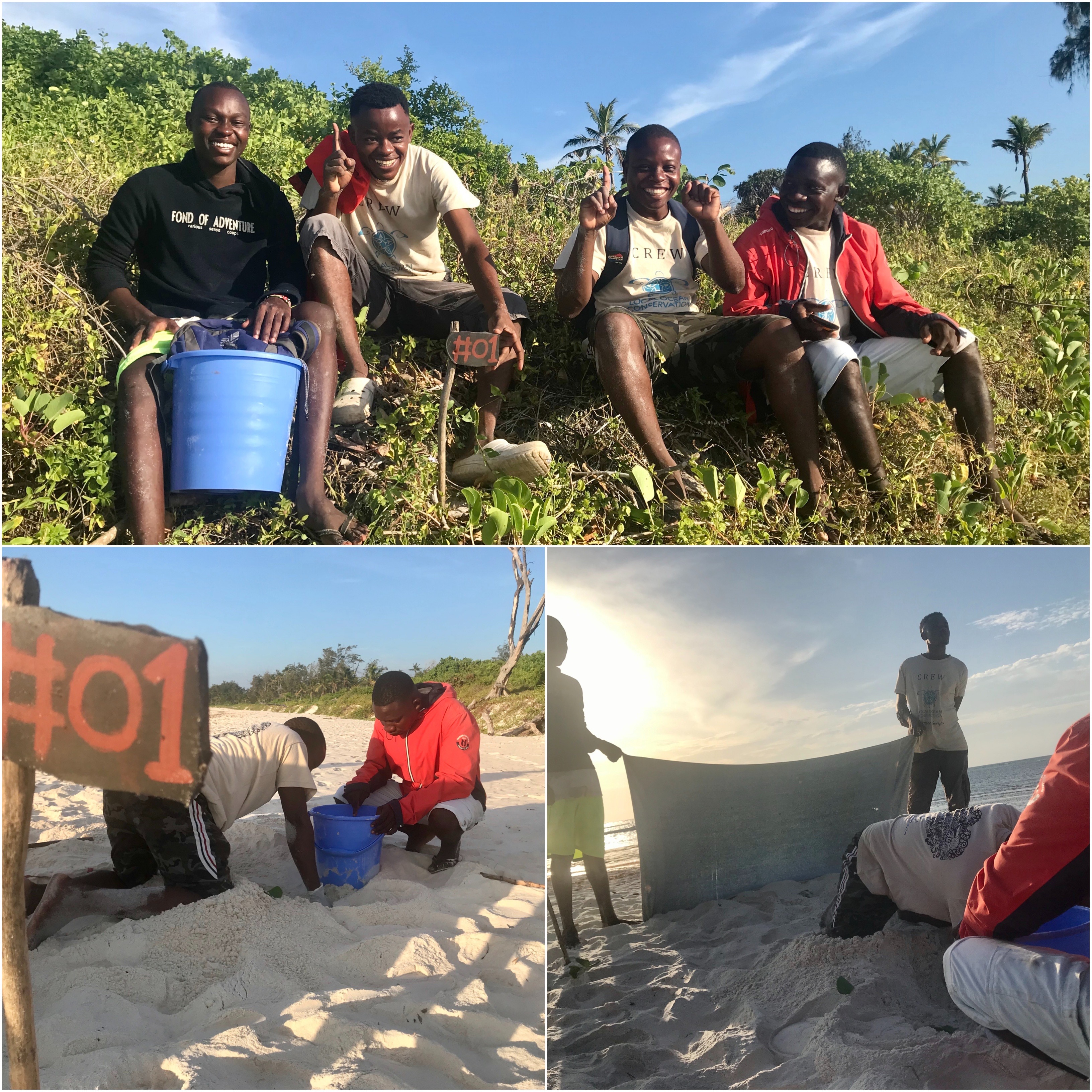 First turtle nest in Watamu for 2020 – an Olive Ridley!